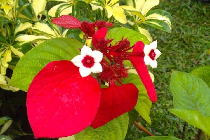 Flowers in Mauritius