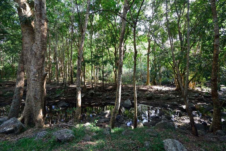 Parque Nacional Black River Gorges