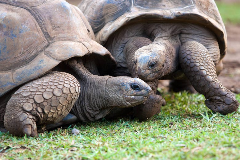 Les tortues géantes du parc naturel de La Vanille