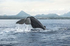 Avistamiento de ballenas en Río Negro