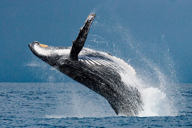 Une baleine au large de l'île Maurice