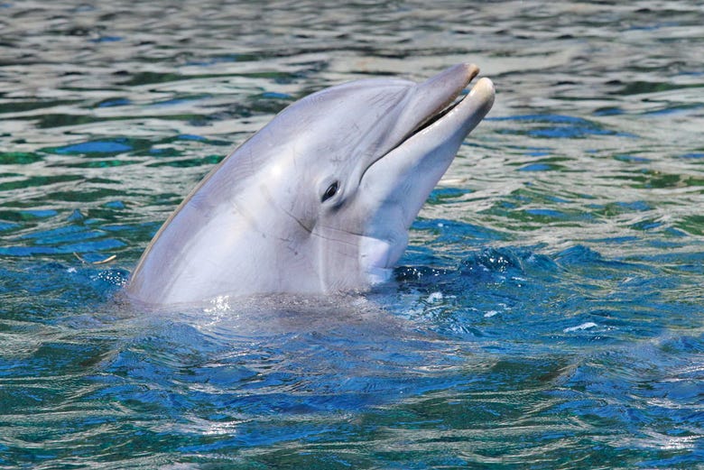 Un banc de dauphins dans Maurice
