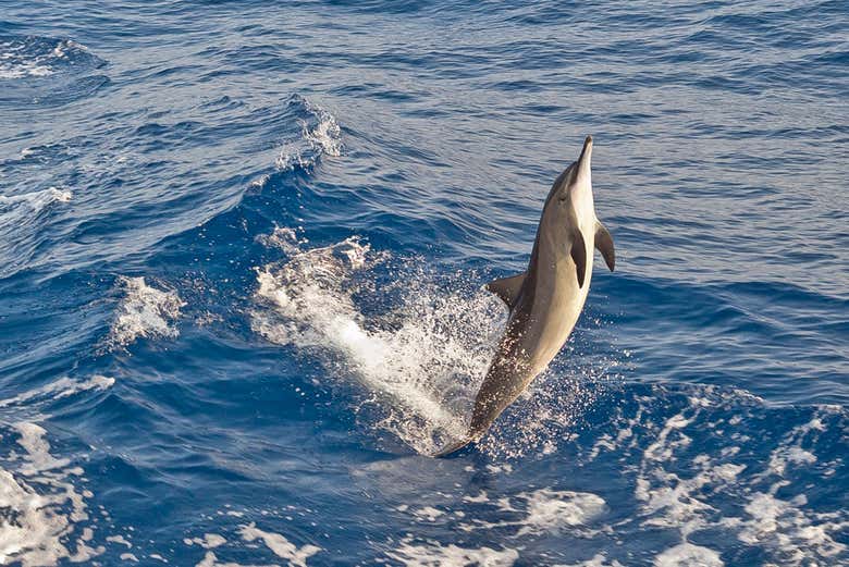 Un dauphin qui joue dans l'océan
