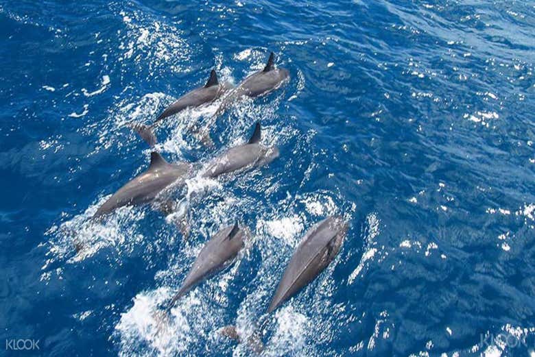 Delfines en Tamarin Bay