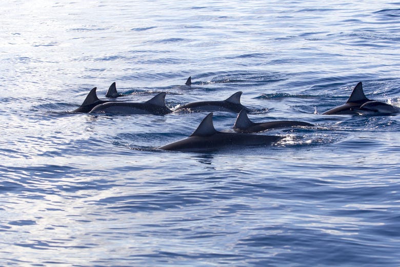 Delfines en su hábitat natural en Mauricio