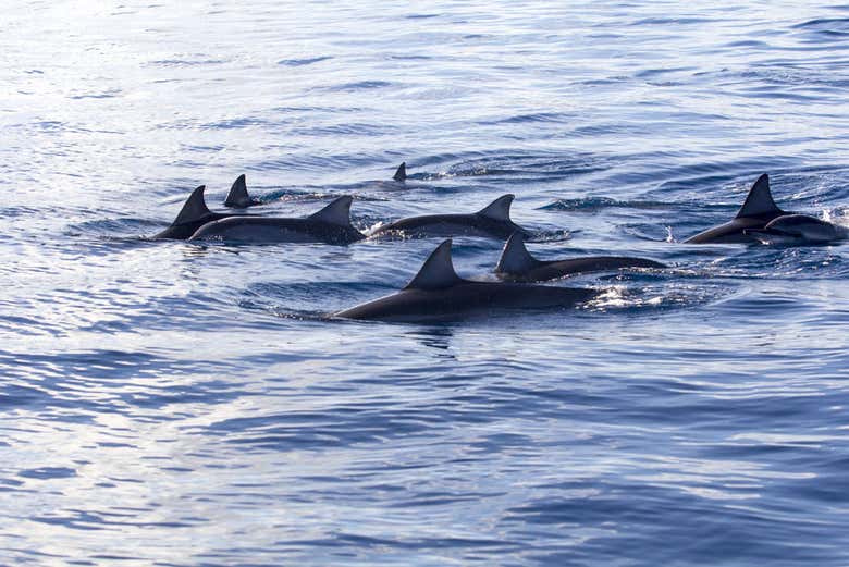 Les dauphins de Maurice