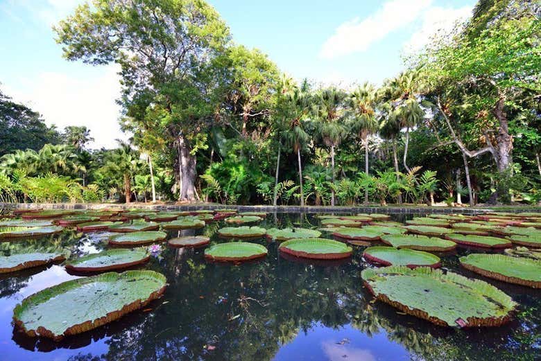 Orto Botanico di Pamplemousses