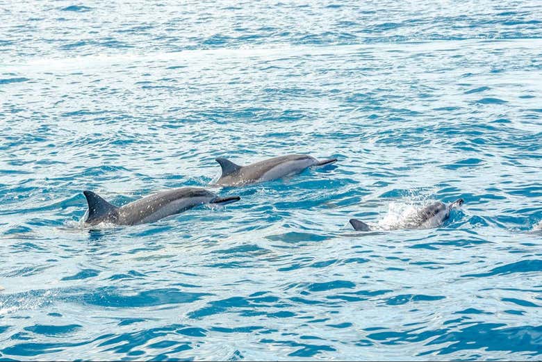 Diversi delfini intenti a saltare
