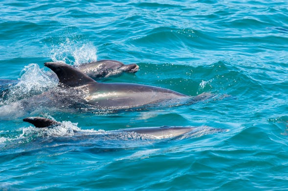 Nage avec des dauphins à Rivière Noire
