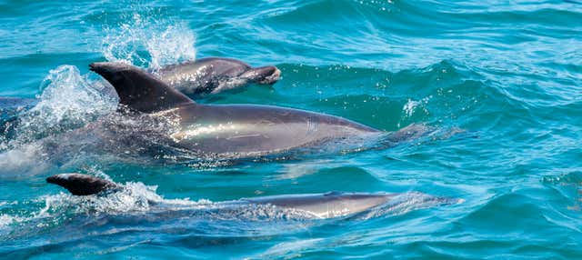 Swimming with Dolphins Tour