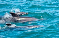Nado con delfines en Río Negro