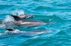 Nado con delfines en Río Negro