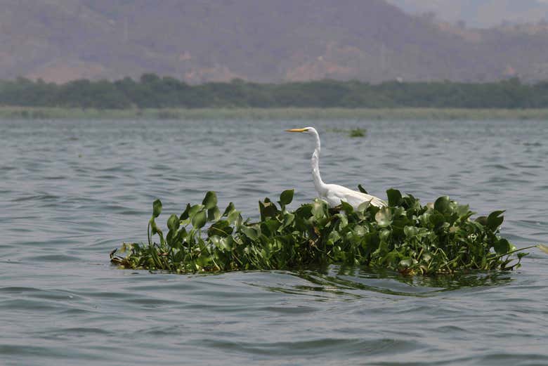 Biodiversidad en la laguna Coyuca