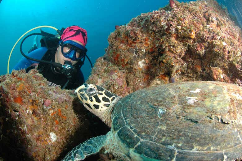 Conhecendo a fauna marinha de Acapulco