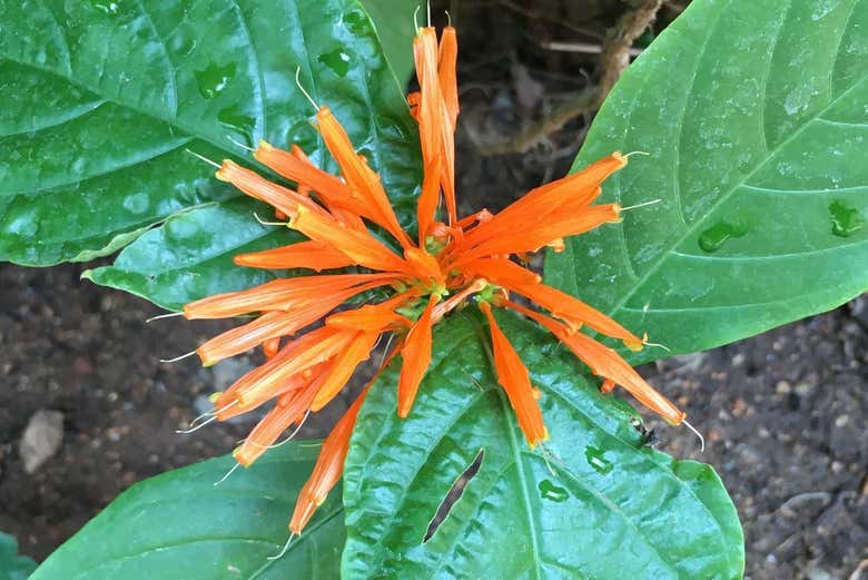 Veremos distintas espécies de plantas