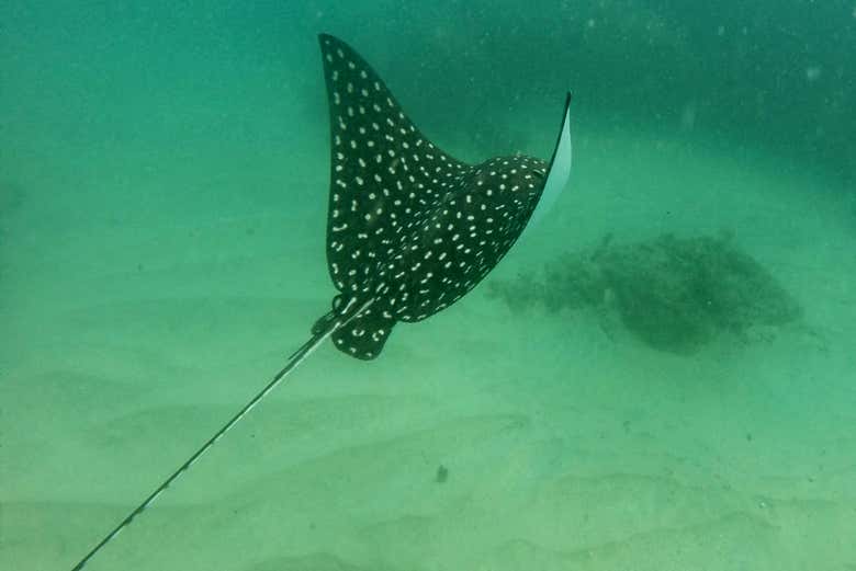 Praticando snorkel na baía de Acapulco