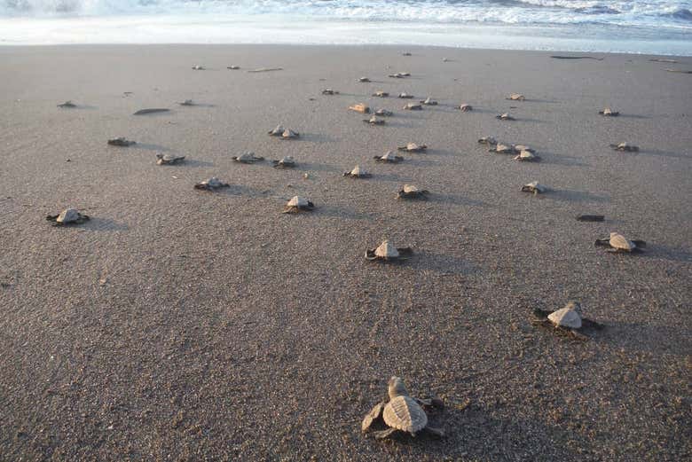 Liberación de tortugas