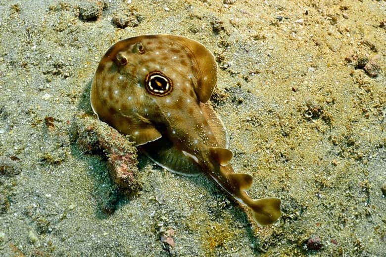 Veremos diferentes espécies marinhas