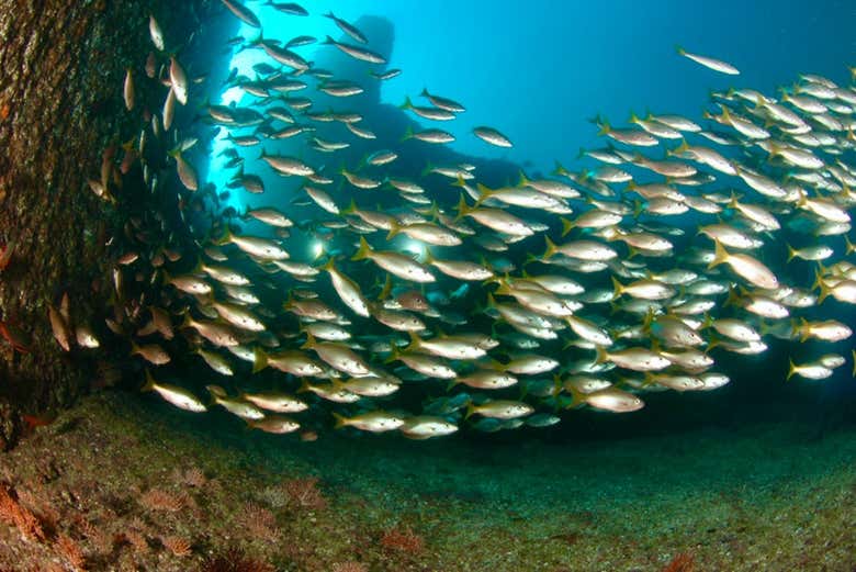 Cardume de peixes