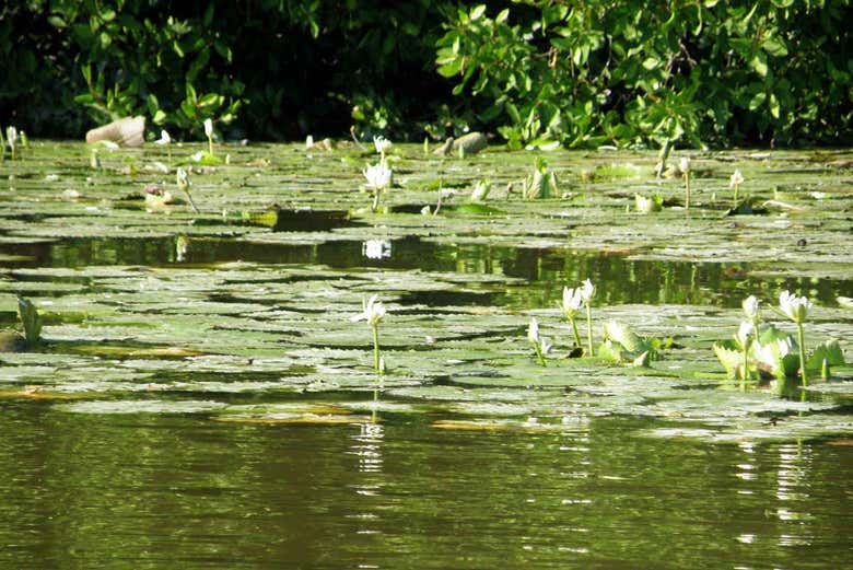 Plantas aquáticas da lagoa