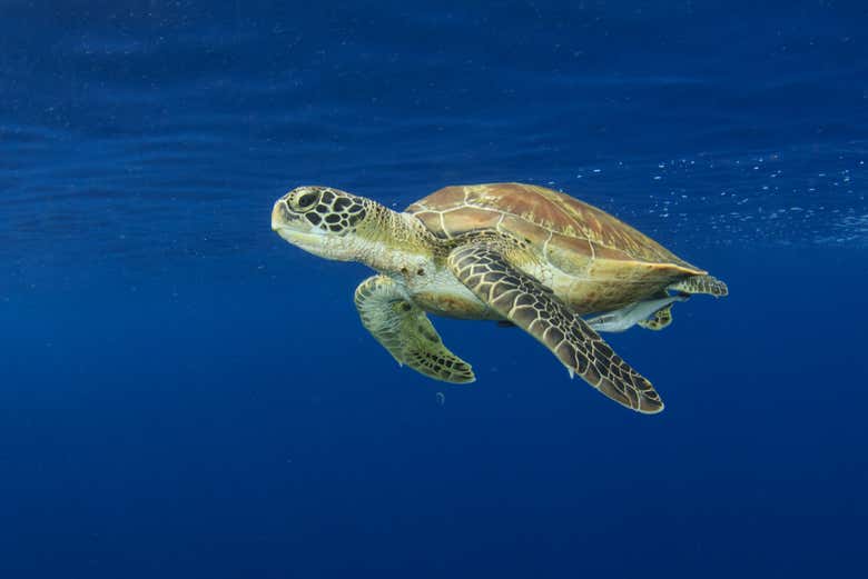Poderemos ver tartarugas marinhas