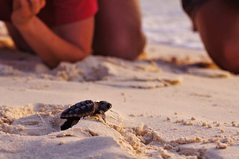 Una tortuga acercándose a la playa