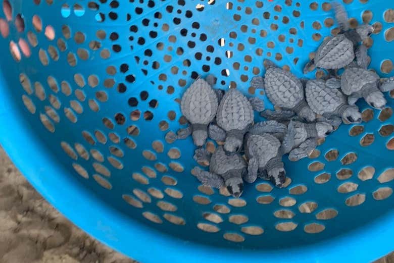 Tortuguitas listas para ser soltadas