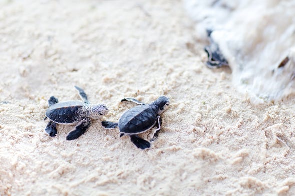 Liberación de tortugas en la laguna de Coyuca