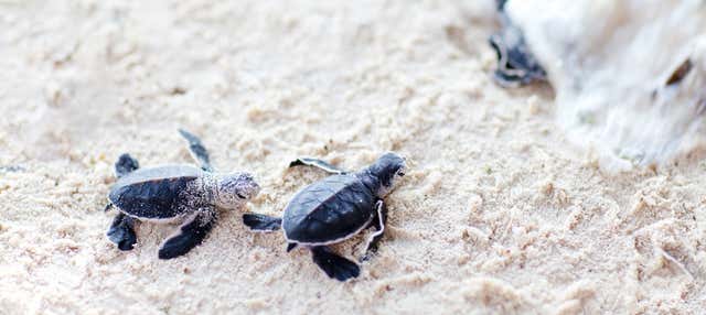 Liberación de tortugas en la laguna de Coyuca