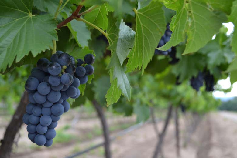 Tour of the vineyards of Aguascalientes