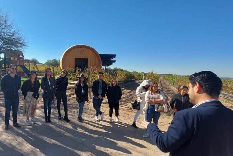 Atendiendo a las explicaciones del guía en los viñedos