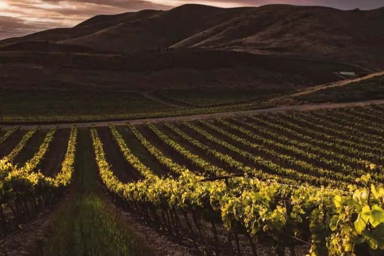 Beautiful vineyards in Aguascalientes