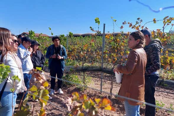 Visite privée de domaines viticoles à Aguascalientes