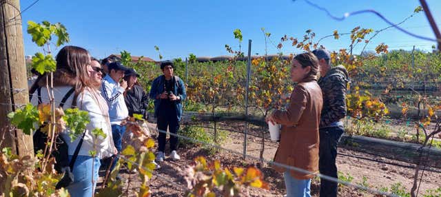 Tour privado de vinícolas por Aguascalientes