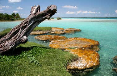 Bacalar
