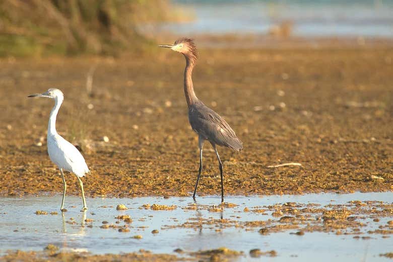 Volatili della laguna Bacalar