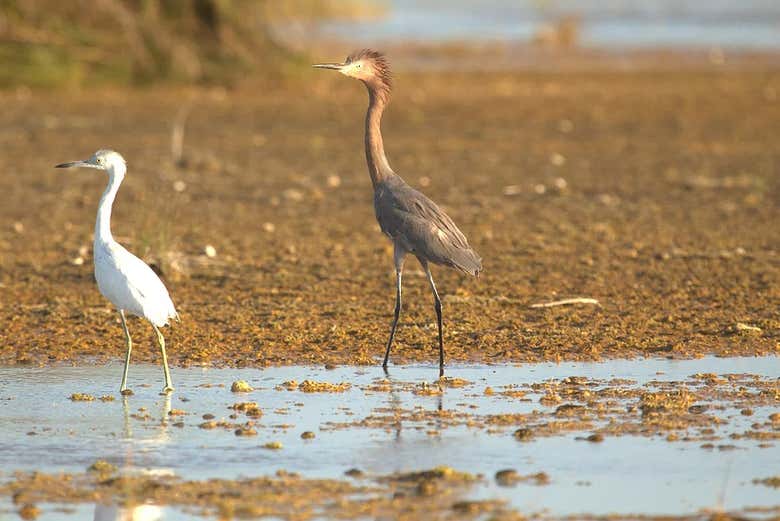 Oiseaux de la lagune