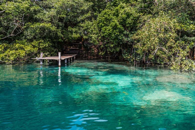 Foresta di mangrovie della laguna Bacalar