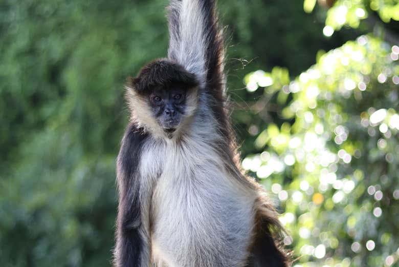 See the many different monkey species