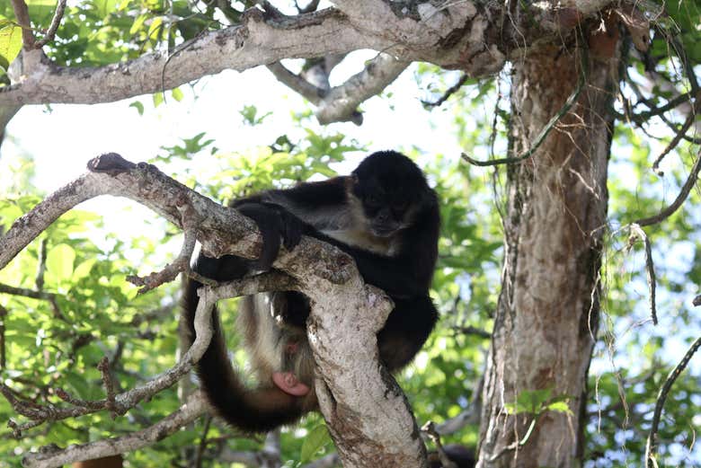 Visit Monkey Island in Catemaco