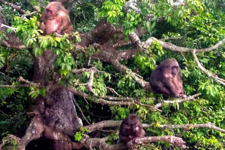 Monkey Island