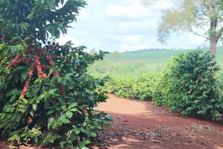 Plantación de café