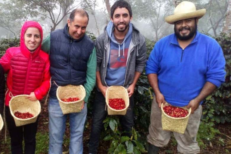Recolección de café