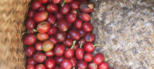 Tour del café por Coatepec