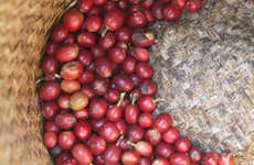Tour do café por Coatepec