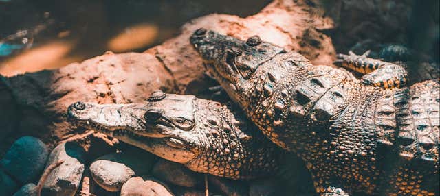 Crocodile Tour in Nichupte Lagoon