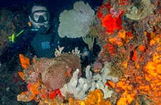 Buceo nocturno en Cancún