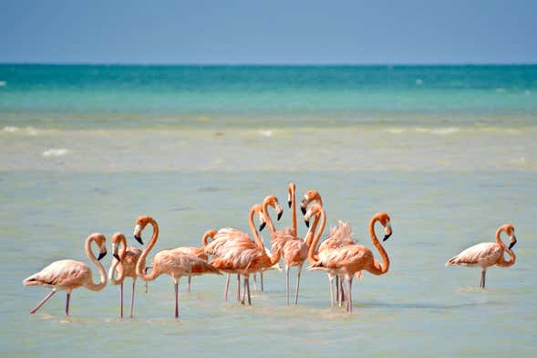 Excursión a la isla Holbox