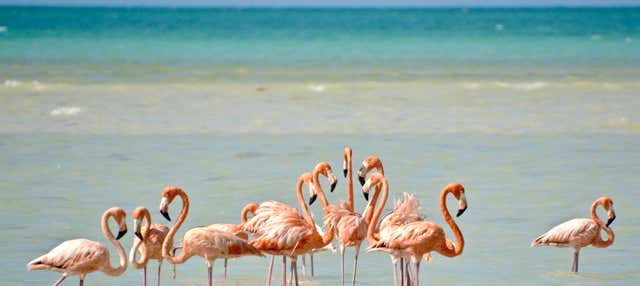 Excursão à ilha Holbox