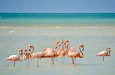 Excursión a la isla Holbox